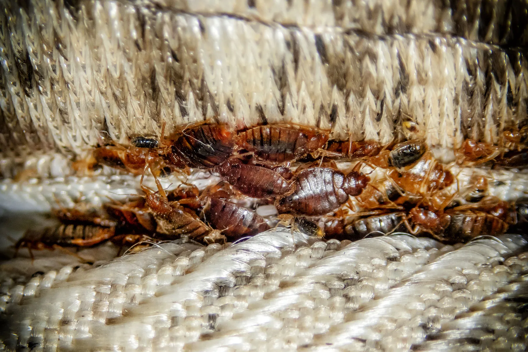 southfield apartment bed bugs