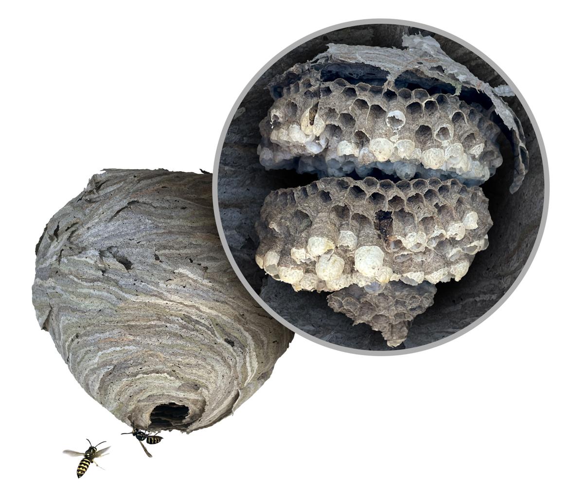 Wasp paper nest