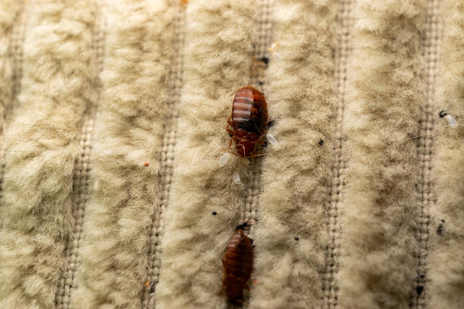 bed bug exterminator
