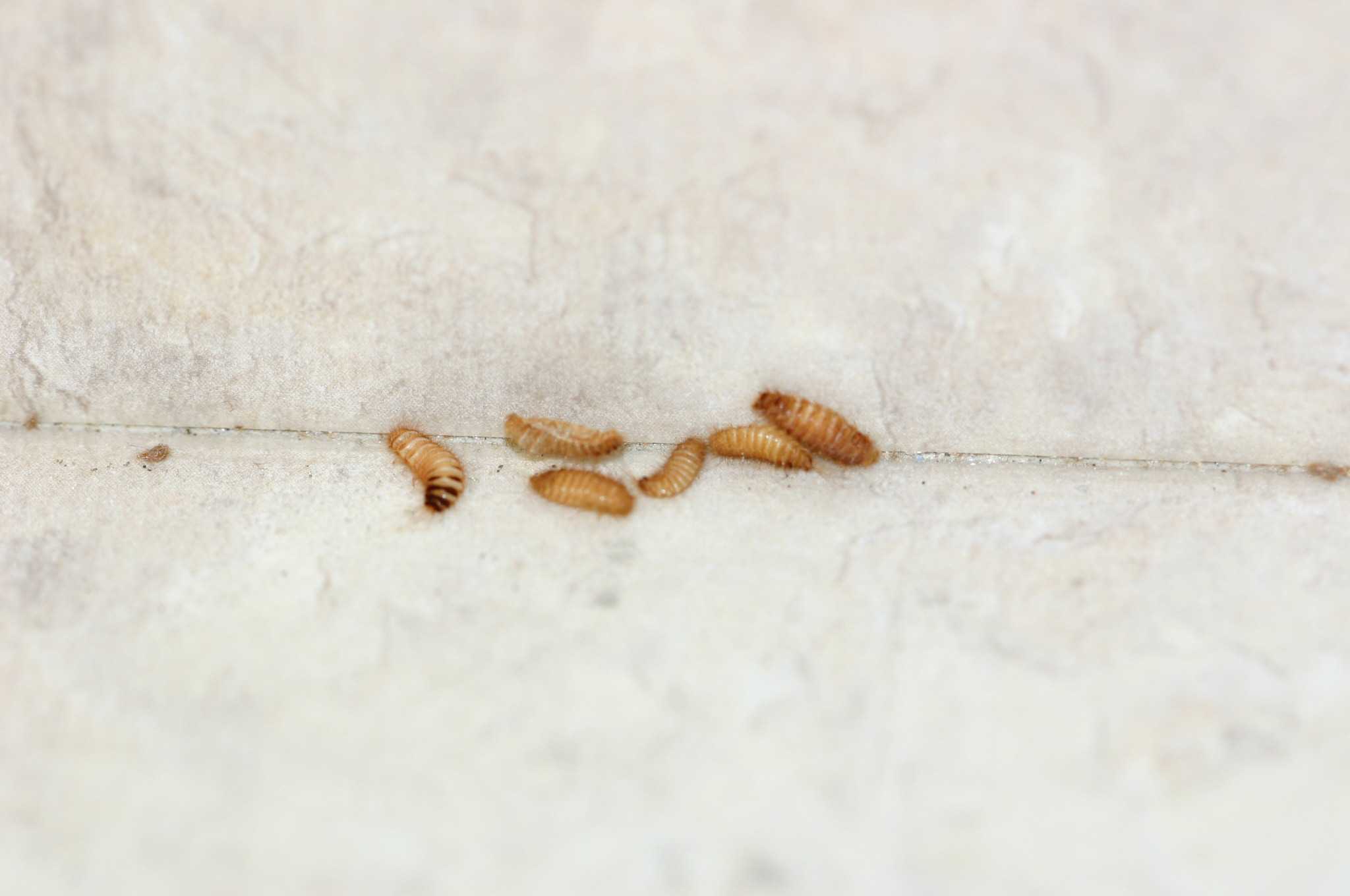 Carpet beetle larvae in couch