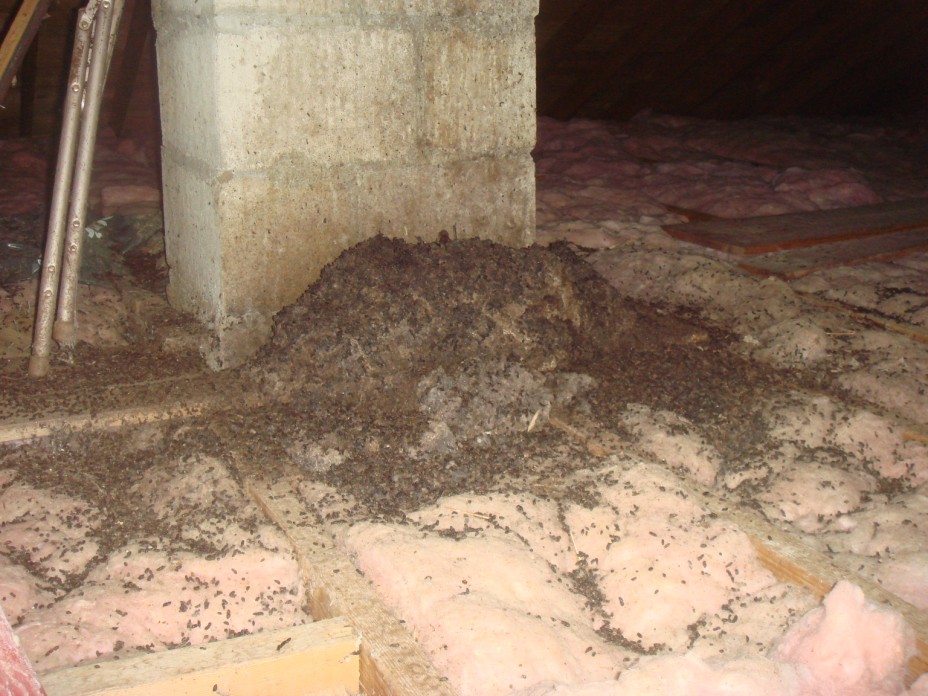 bat bugs in attic not bed bugs
