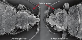 bat bug images that can be confused with bed bugs 