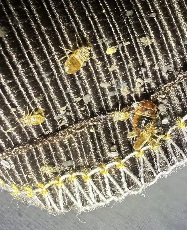 Bed bugs shedding skins