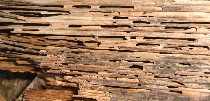 carpenter ant making galleries in wood