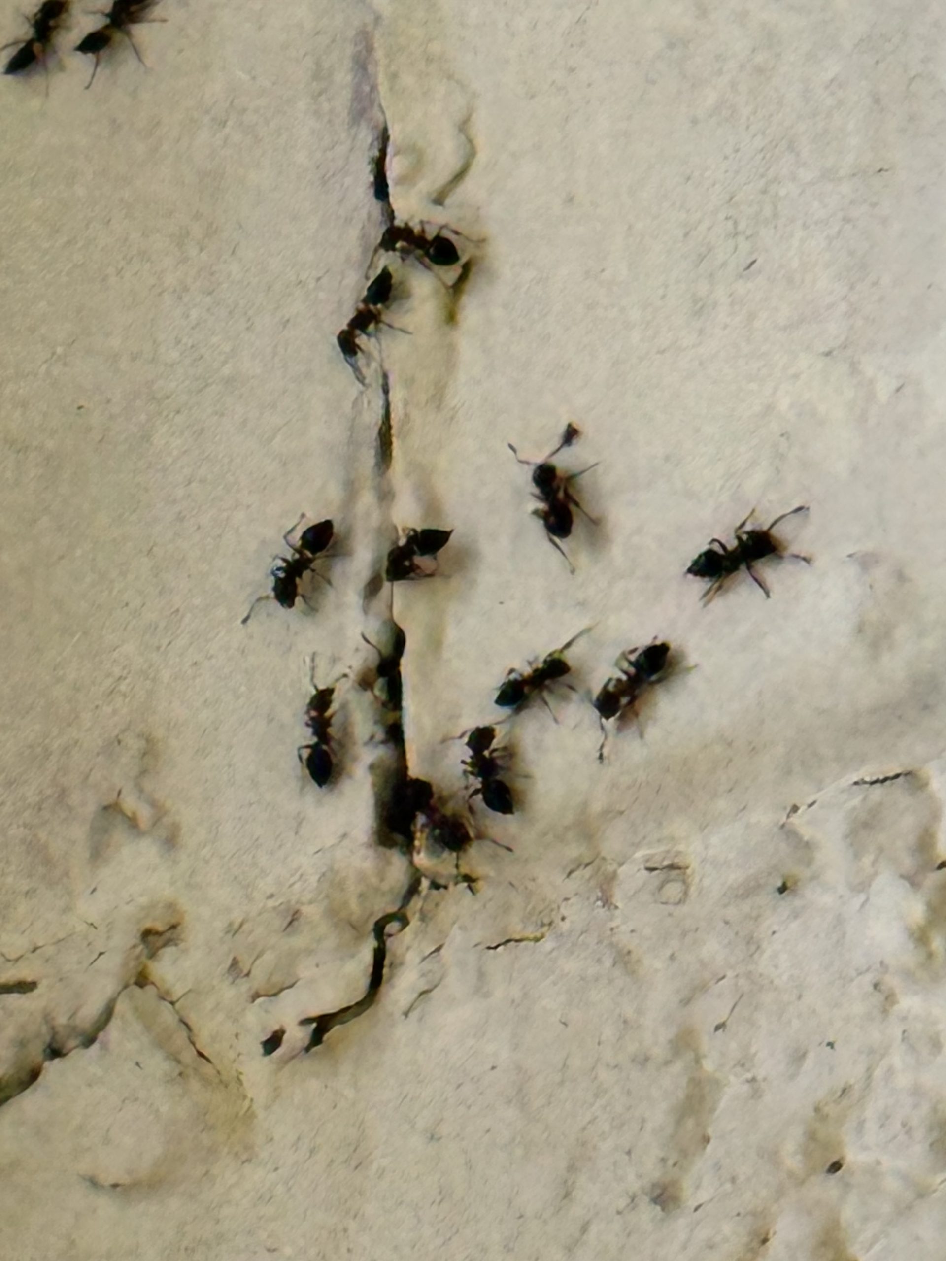 hi-tech-pest-control-ants