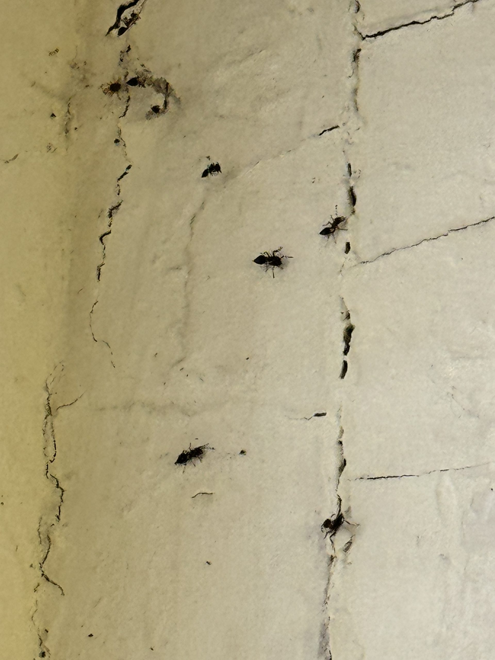 pavement ants looking for moisture