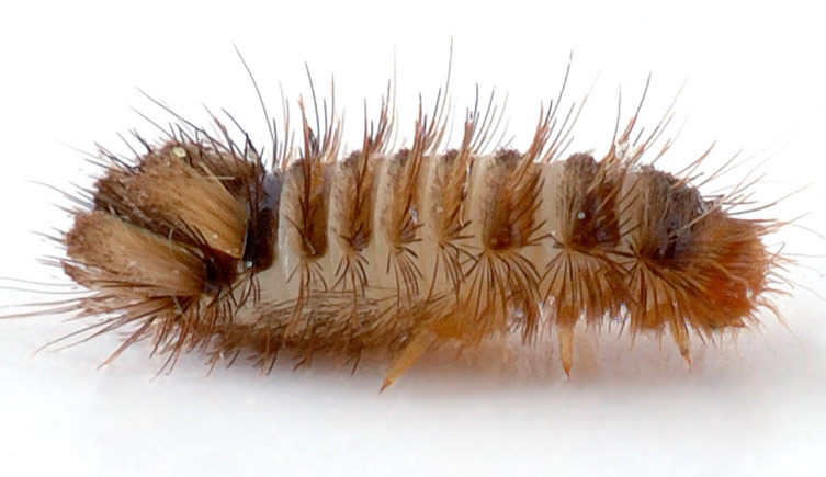 Carpet beetle larvae reactions like bed bug bites