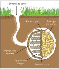 wasp nest underground