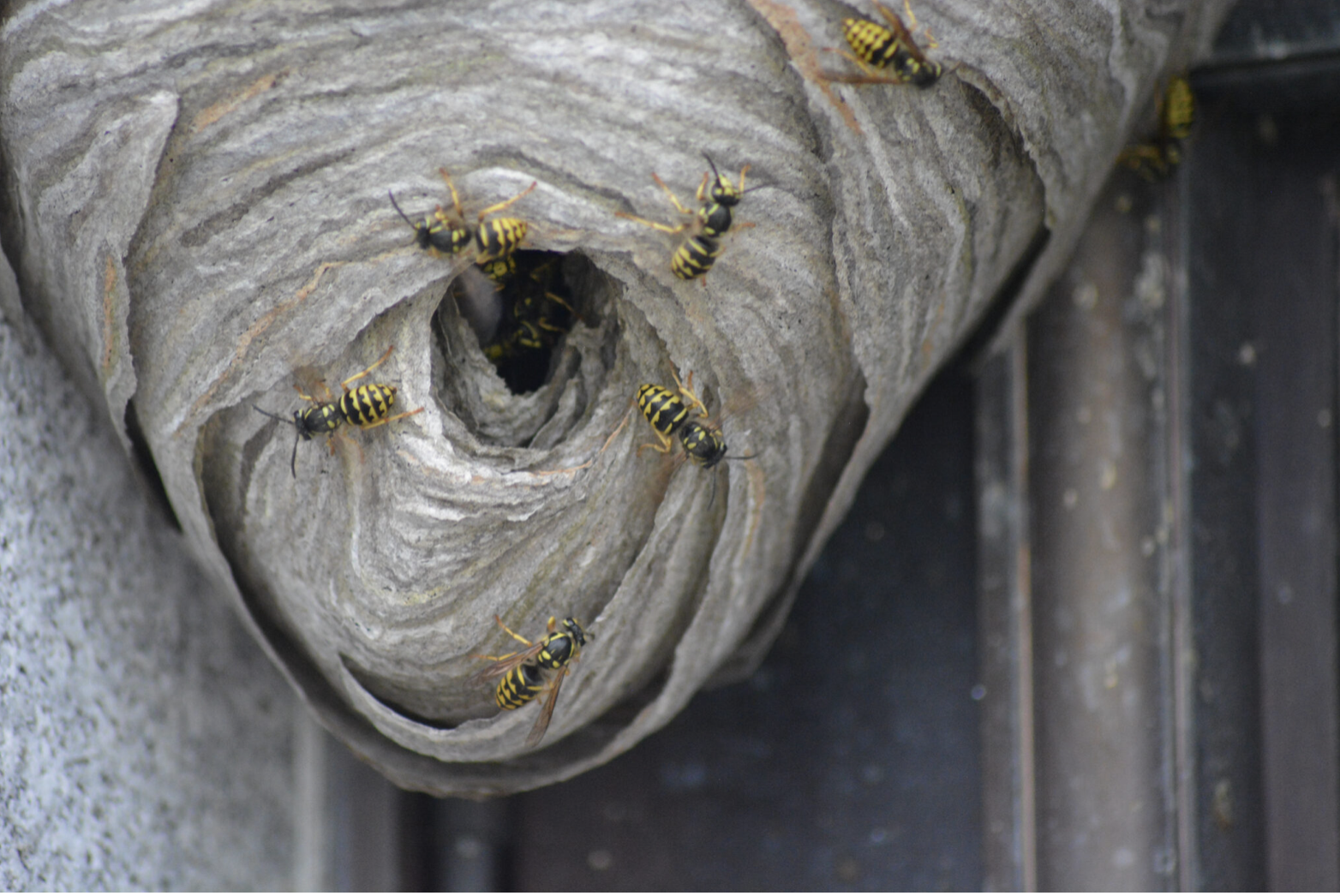 Full size yellow jacket nest attached to a house
