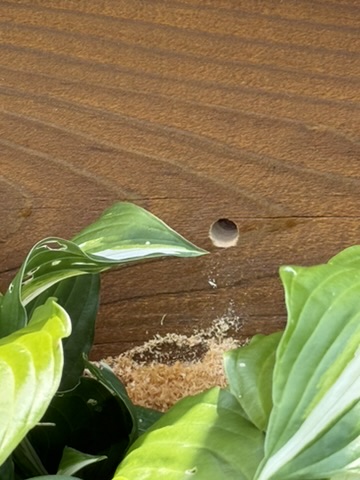 Carpenter Bees nesting in deck