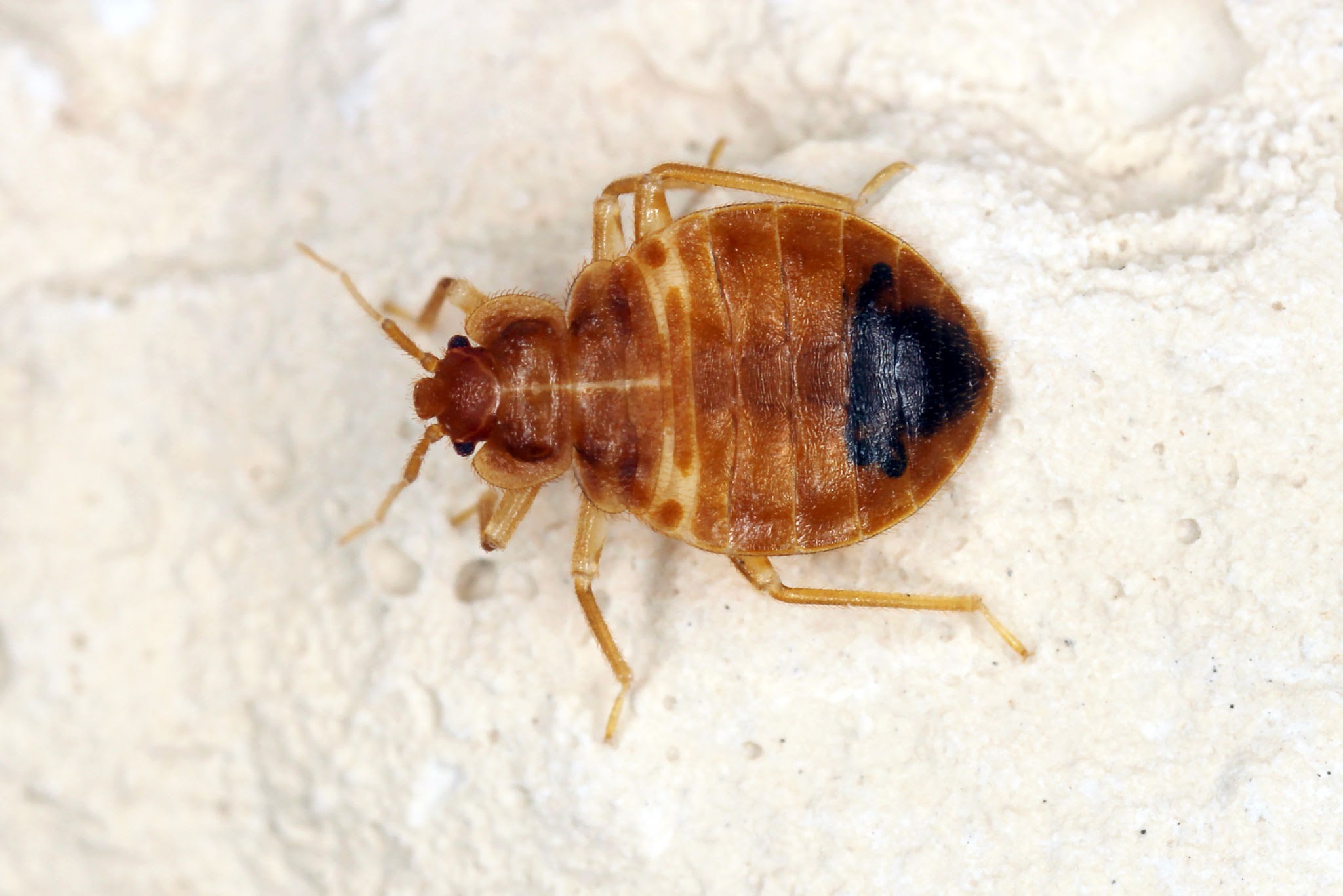 Bed bug identification and what they look like photo image