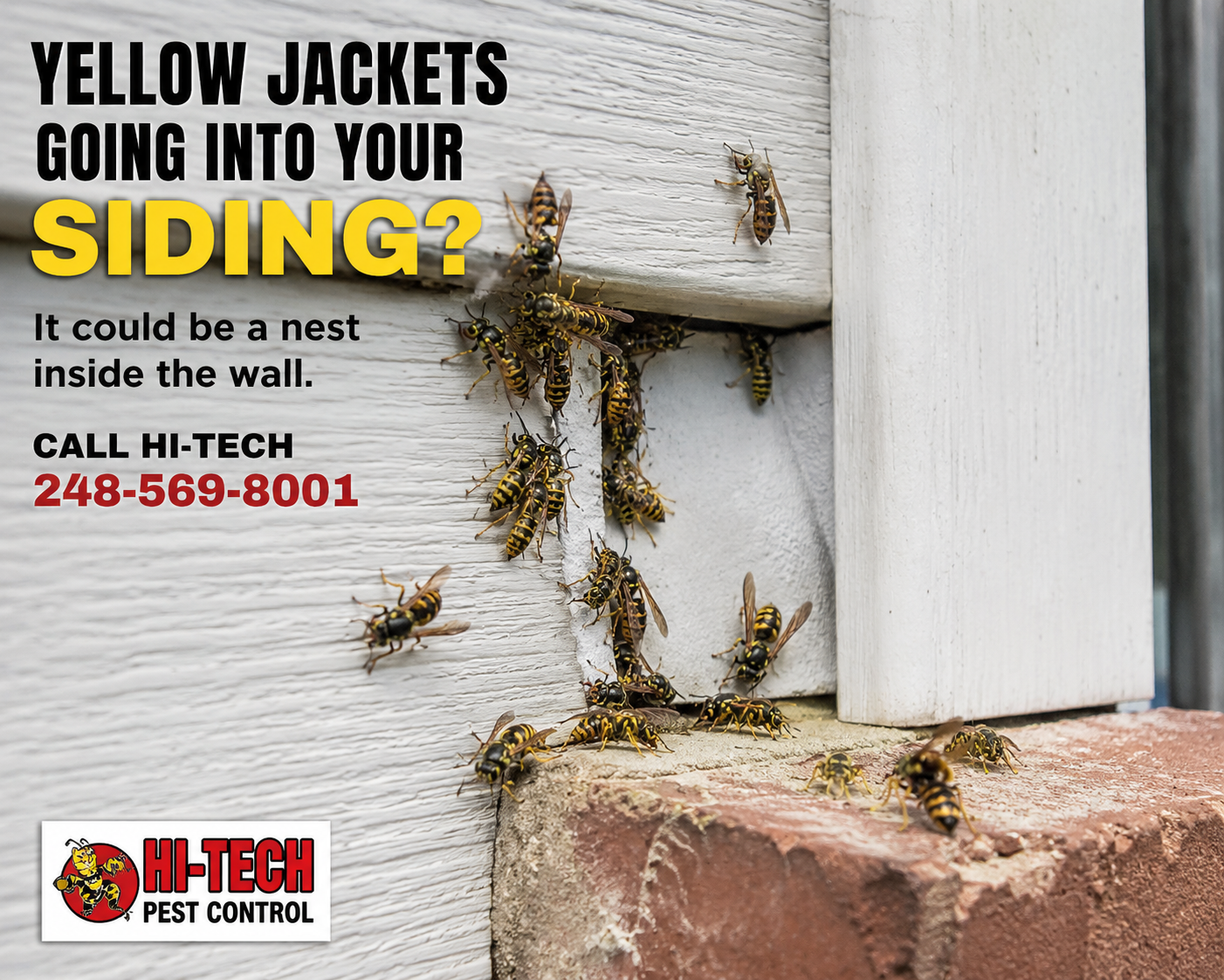 Yellow jackets entering house siding near a wall opening, indicating a possible hidden nest inside the wall. Hi-Tech Pest Control yellow jacket extermination in Southeast Michigan.